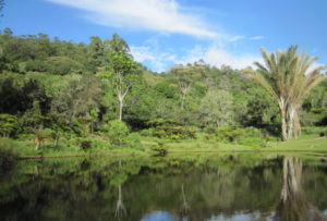 Bvumba Botanical Gardens | ZimGarderner